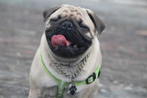 Why Pug Barking Can Be a Bad Habit and How To Stop It - PugsTime