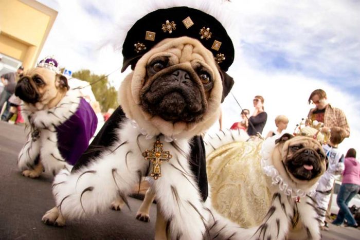 A Short Overview On Pug Dog Breed History PugsTime
